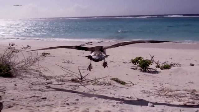 "Раненая птица". Исполняет Илона Дмитричева. Сл.Р.Рождественского, муз.А.Пахмутовой смотреть онлайн