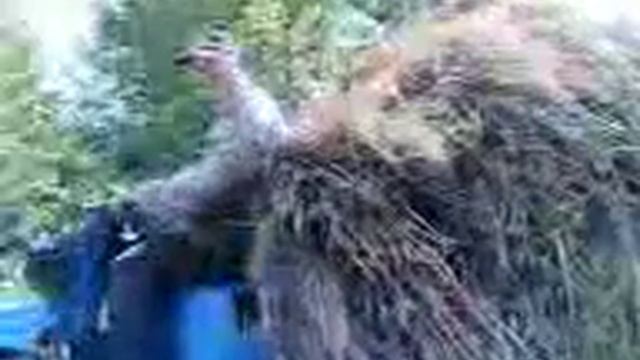 Сено.3gp смотреть онлайн