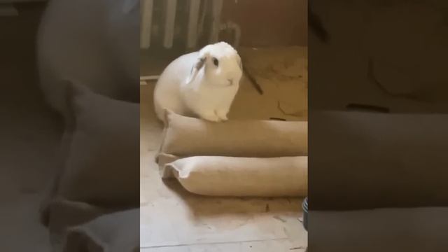 Bunny is angry because he can't jump around ? - Bunny reaction video смотреть онлайн
