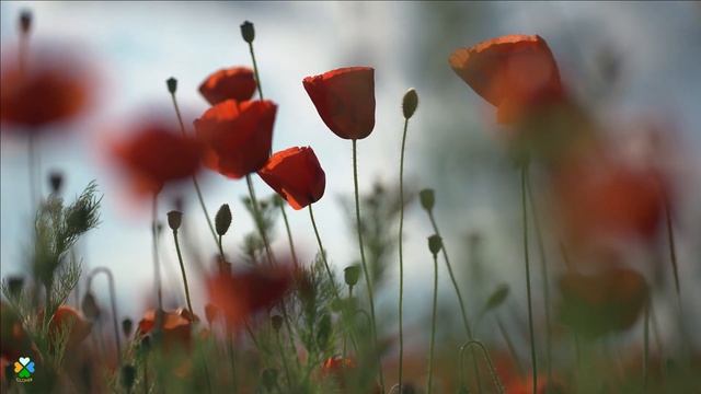 Спокойная музыка. Маки. Relaxing music. Отдохни от забот. смотреть онлайн