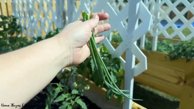 Первый Бизнес Дочки | Самый Вкусный Завтрак Руками Мужа | Зеленый Лук со Своего Огорода