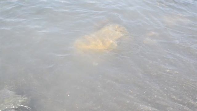 VLOG: Анапа2017#5 | Прогулка на яхте | Долгожданная встреча с...|| Nata1 смотреть онлайн