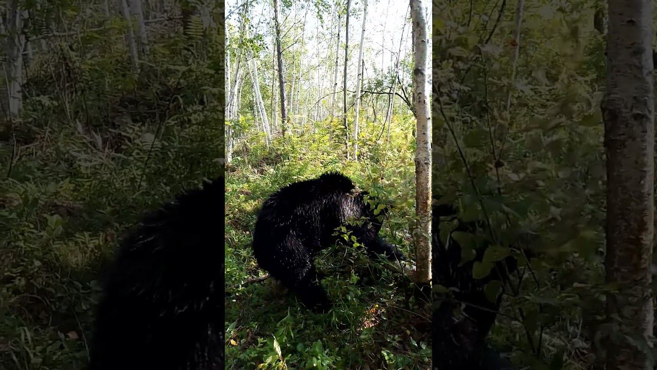 Дуська смешит. #медведь #bear смотреть онлайн