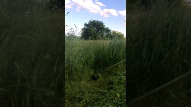 Bach Toccata #brushcutter #бензокоса смотреть онлайн