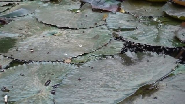 ? Лилии и кувшинки для пруда на участке, какие кувшинки купить в свой водоём? Тропические кувшинки! смотреть онлайн