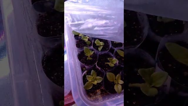 Петунья зацвела часть1. Срочно черенкуем. смотреть онлайн