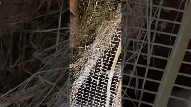 кролики калифорния личное подсобное хозяйство !Цена 350 рублей месяц жизни племя! смотреть онлайн