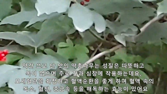 접골목(딱총나무) Blue Elderberry의 놀라운 효능: 골절, 방아쇠수지증후군, 관절염, 디스크, 골다공증, 해독, 치매에 최고 약재 смотреть онлайн