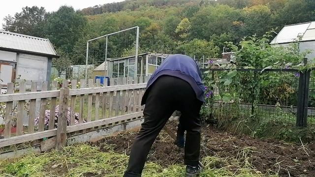 ПОРУБИЛ ГОРЧИЦУ И ПЕРЕКОПАЛ смотреть онлайн
