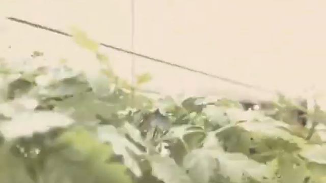 Balkontuin-Balcony Garden