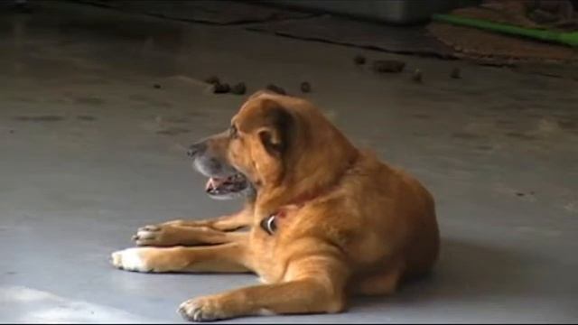 Red gulp Or the dog смотреть онлайн