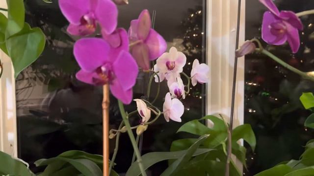 Rebloom PHALAENOPSIS Orchids #houseplants смотреть онлайн