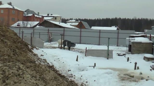 Лошадиное хозяйство смотреть онлайн