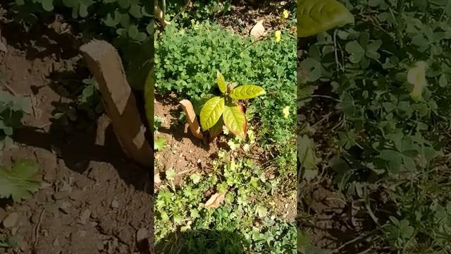 Саженец авокадо. Пересадил авокадо в сад. Дерево авокадо дома. #shorts #короткоевидео смотреть онлайн