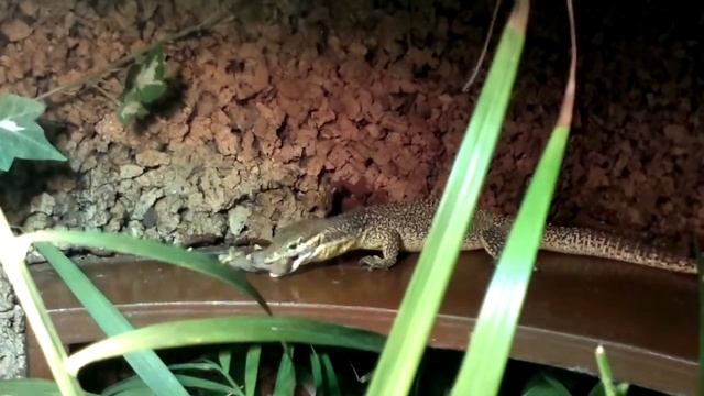 Varanus timorensis eet ratje смотреть онлайн