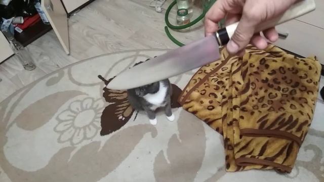Сделал кухонник из элмакса смотреть онлайн