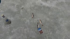 Горьковское море,река Санахта.Рыбалка удалась.