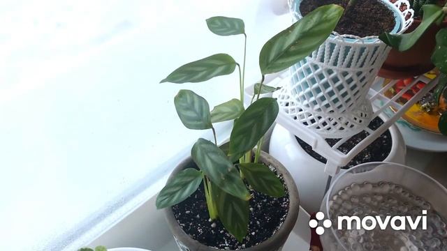 Комнатные растения. Зимний подоконник на кухне после перестановки. смотреть онлайн