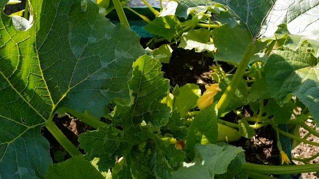 ОГУРЦЫ НА КОМПОСТНОЙ КУЧЕ смотреть онлайн