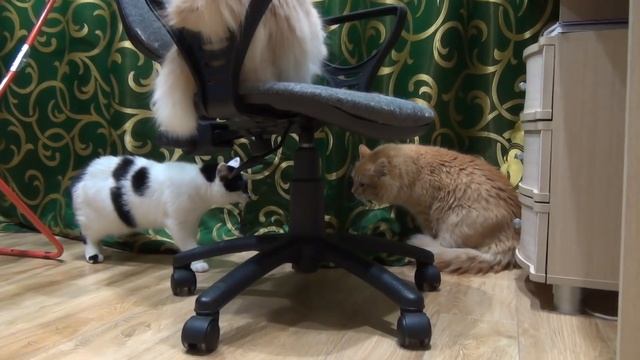 забежал чужой кот смотреть онлайн