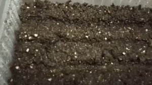 Немезия. Посадка семенами.