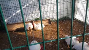 Курятник-дача для бройлеров.