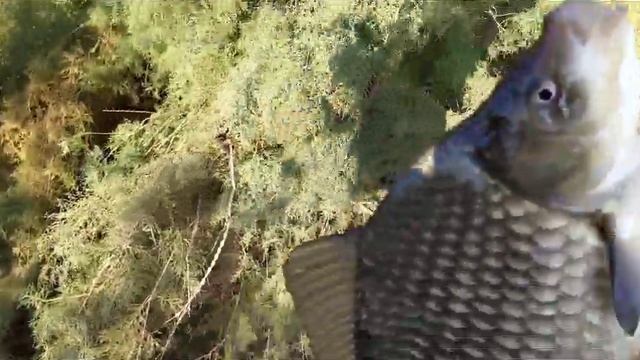 KÜLMƏ VƏ DABANBALIĞI OVU / КРУПНАЯ КАРАС И ВОБЛА / РЫБАЛКА НА ПОПЛАВОК смотреть онлайн