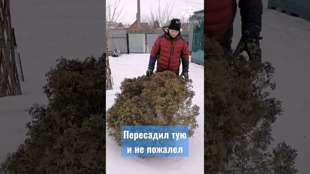 ПЕРЕСАДИЛ ТУЮ которую хотели выбросить и ни разу не пожалел. #шортс смотреть онлайн