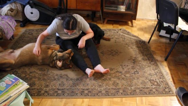 Игры с собаками, взгляд со стороны 2 смотреть онлайн