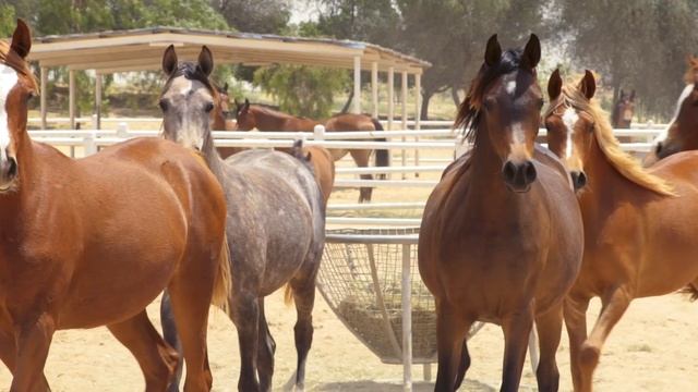 Ajman, UAE / Аджман, ОАЭ