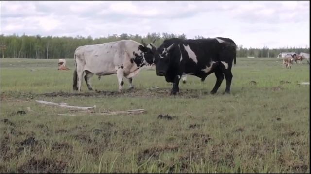 БЫК против БУЙВОЛА ! КТО СИЛЬНЕЕ ? смотреть онлайн