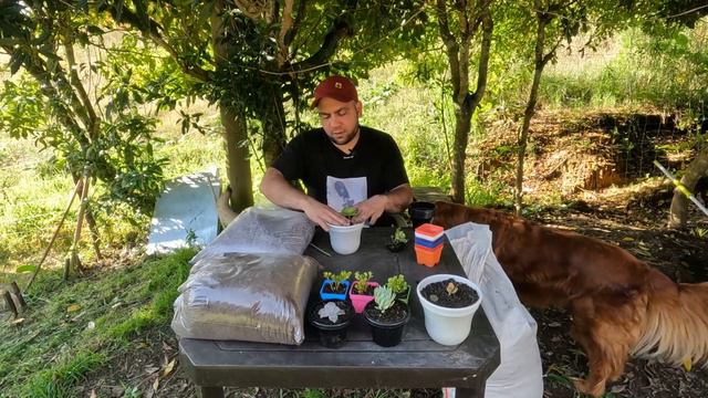 Sustrato para suculentas | Andres Plantas смотреть онлайн