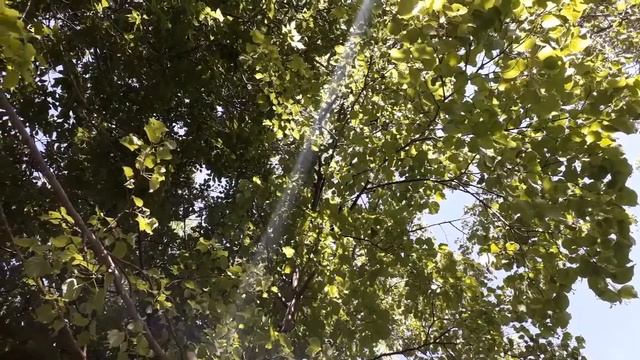 Артхаус. В поисках смысла. Часть 1. Лень смотреть онлайн