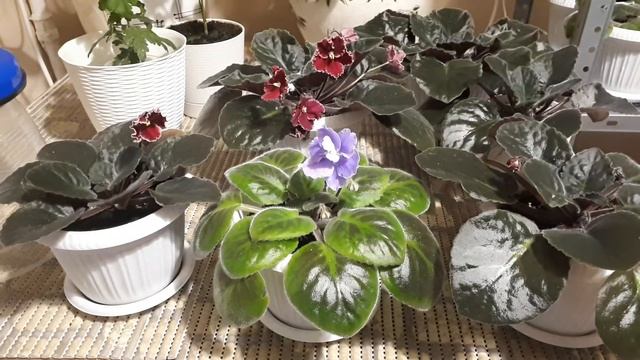 Можно ли поливать цветы Крещенской водой? смотреть онлайн