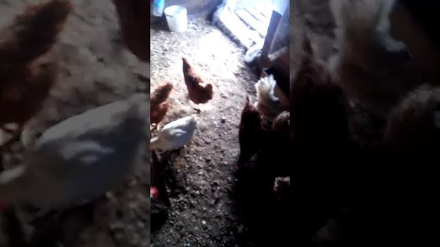 20 курочек и 1 петух. смотреть онлайн