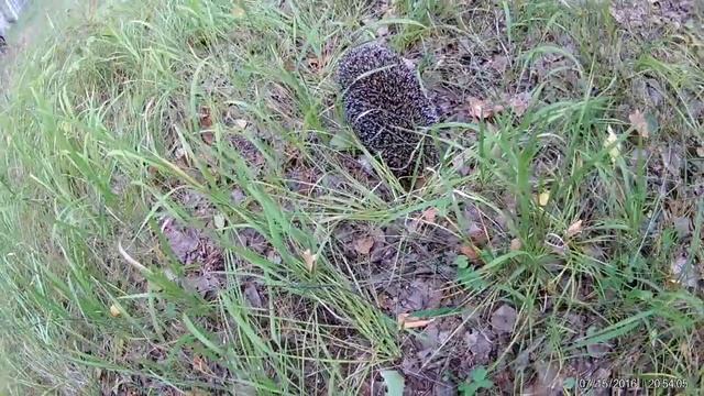 Грибы.Ежик. смотреть онлайн