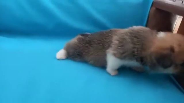 Девочка вельш корги пемброк 1 мес смотреть онлайн