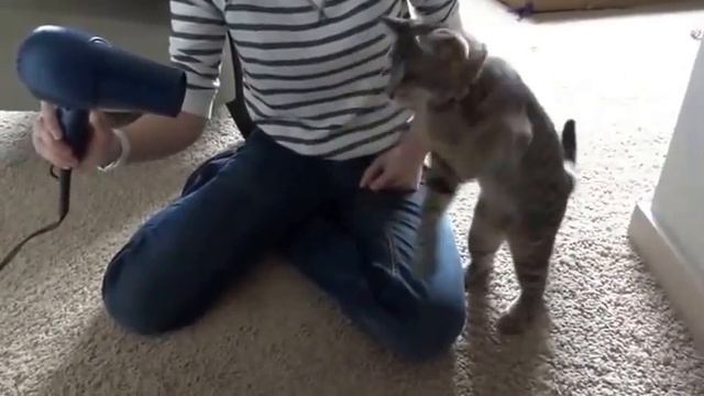 Кот умора против фена Смешные кошки смотреть онлайн