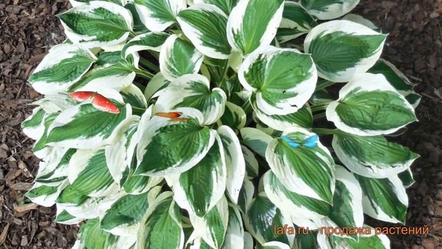 Хоста гибридная Минитмен (hosta minuteman) ? Минитмен обзор: как сажать, луковицы хосты Минитмен смотреть онлайн