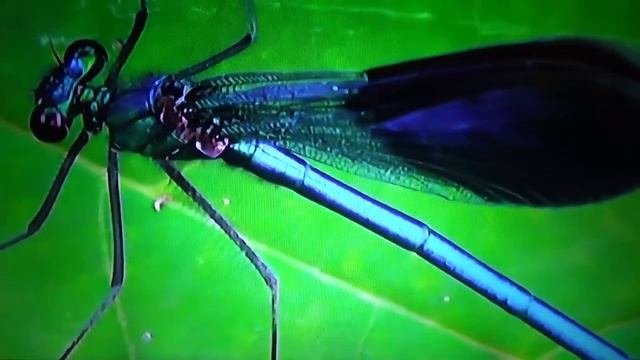 БИОСФЕРА: 6. Блестящая Красотка (Calopteryx splendens) смотреть онлайн