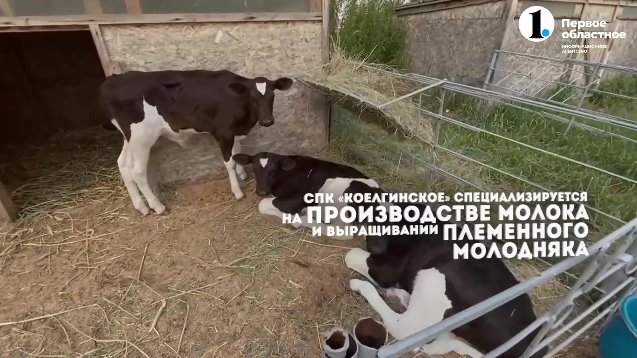"Хлеба и зрелищ", программа Областного телевидения Челябинской области, эфир 21 августа 2022 года смотреть онлайн