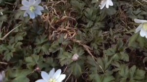 Подснежники на Даче, прилетели скворцы (19.04.24.)