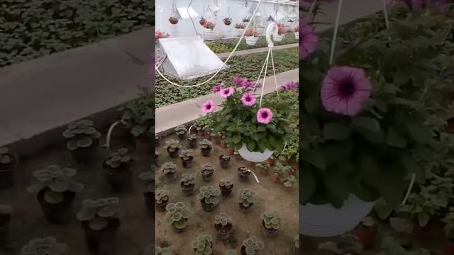 Петуния сахарная слива смотреть онлайн