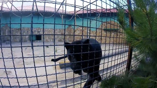 Best ZOO | Лучший зоопарк | GoPro | Аэросъемка