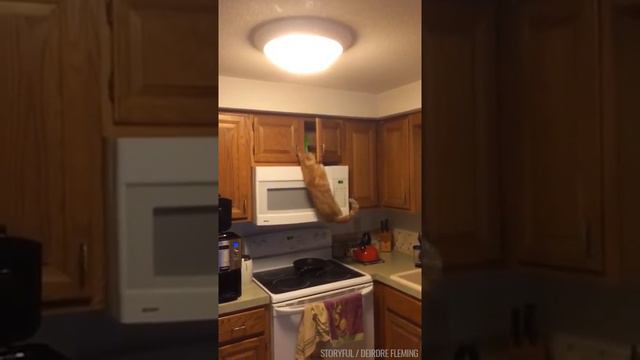 Голодный кот в поисках еды смотреть онлайн
