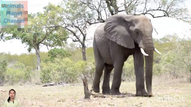 Herbivores - Elephant, Cow, Horse, Goat, Giraffe - Animal Sounds.Травоядные - слон, корова, лошадь.