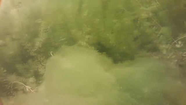 Хотите научиться подводной охоте?Быстрый старт в подводной охоте: От снаряжения до первой добычи.