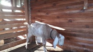 Подготовила козу за 10 дней до окота.//Чуть не случилась беда с козой//Лечим козла уже месяц.