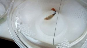 Роды гуппи. Мальков поедает самка.