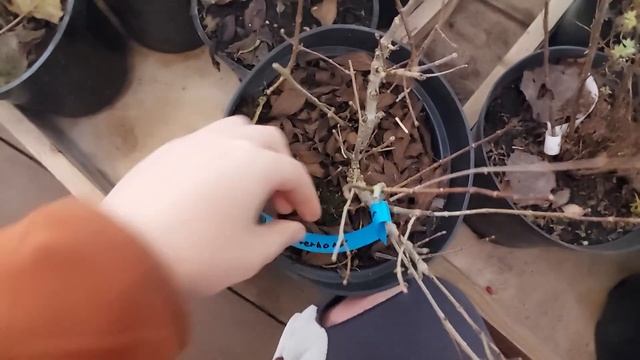 Синдром «хочу-чего-то-новенького» Обзор новостей #пеллетная  горелка #гортензии